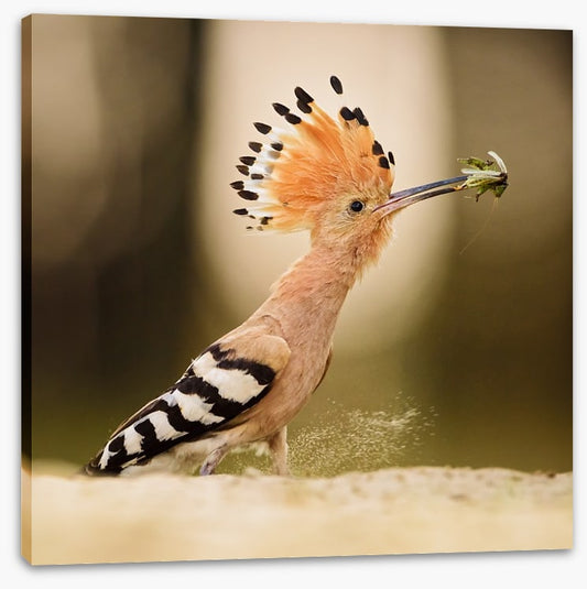 Hoopoe hunter