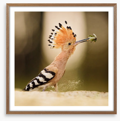 Hoopoe hunter