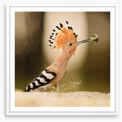 Hoopoe hunter