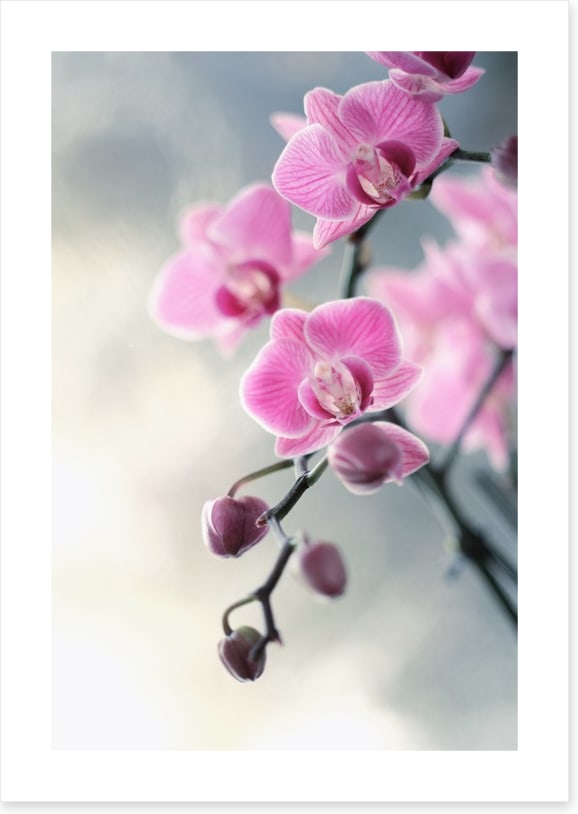 Pink orchid blush