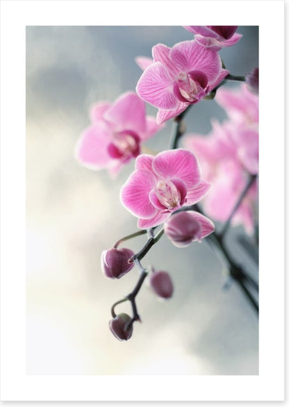 Pink orchid blush