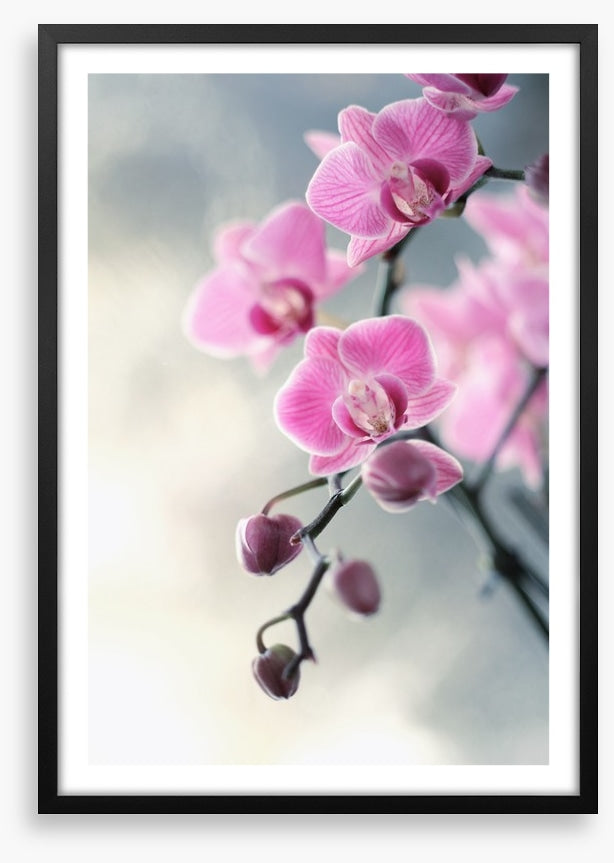 Pink orchid blush