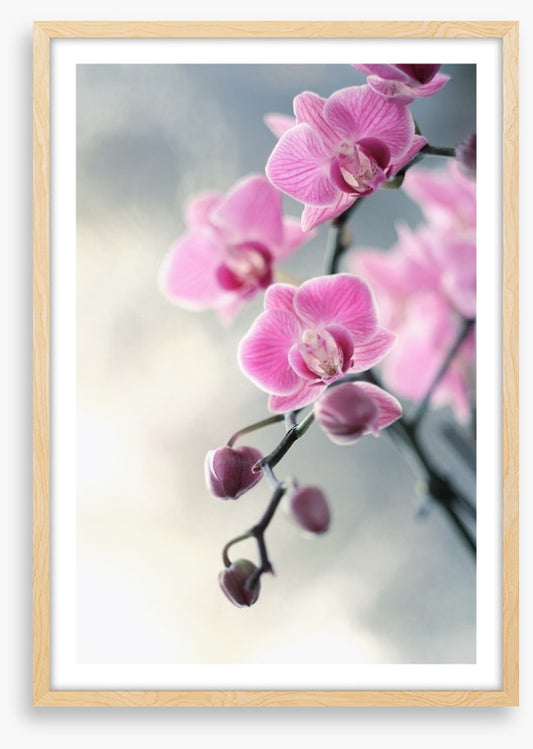 Pink orchid blush