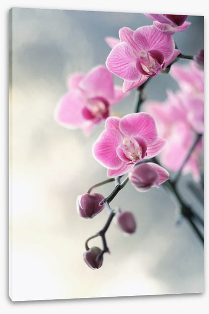 Pink orchid blush