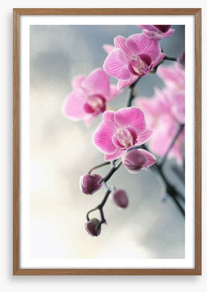 Pink orchid blush