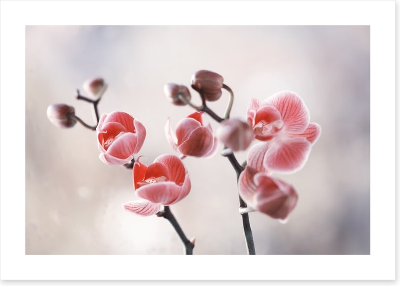 Dusky orchid