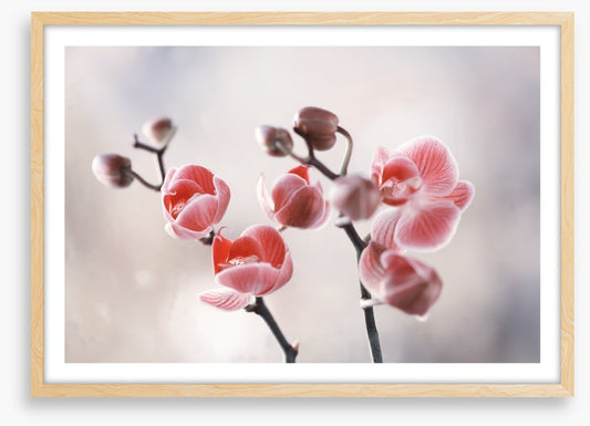 Dusky orchid