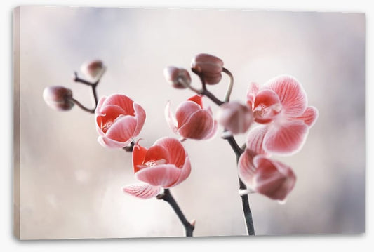 Dusky orchid