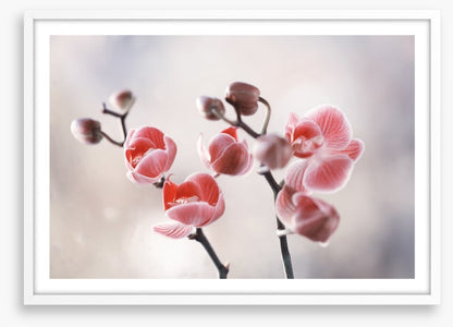 Dusky orchid