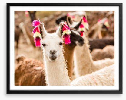 Lulu the llama