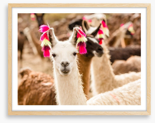 Lulu the llama