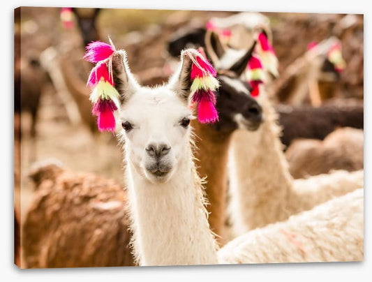 Lulu the llama