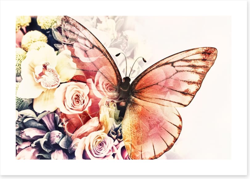 Rosy wings