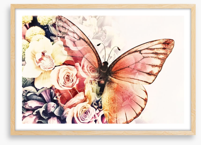 Rosy wings