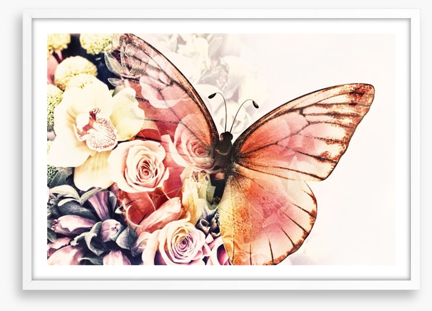 Rosy wings