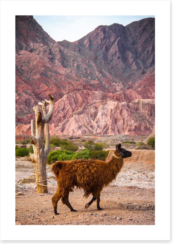 Alpaca in the Andes
