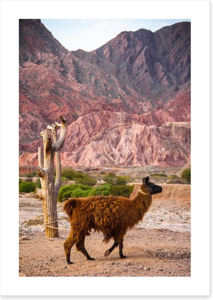 Alpaca in the Andes