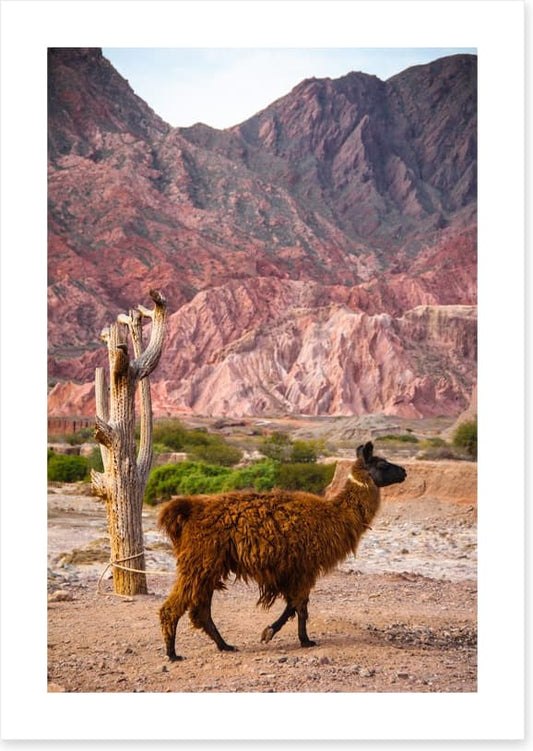 Alpaca in the Andes