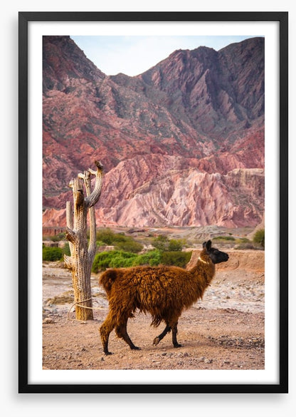 Alpaca in the Andes