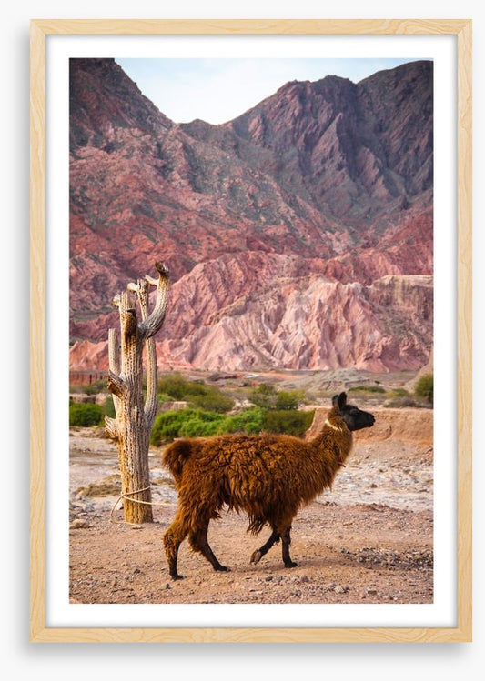 Alpaca in the Andes