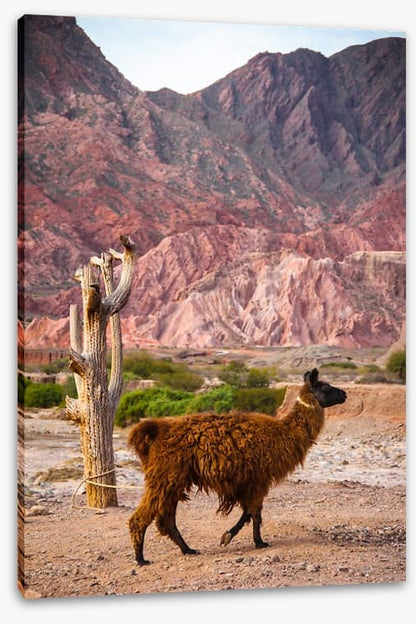 Alpaca in the Andes