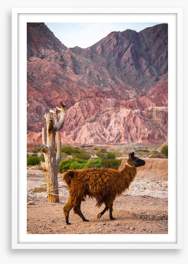 Alpaca in the Andes