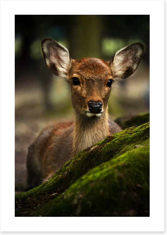 Doe eyes