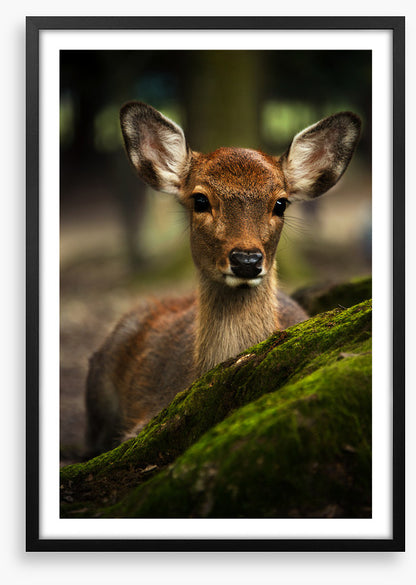 Doe eyes