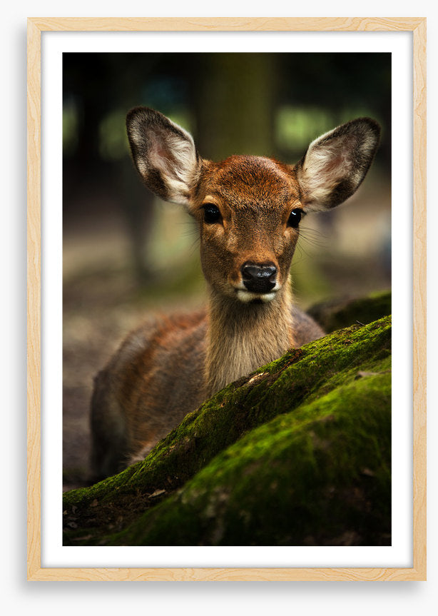 Doe eyes