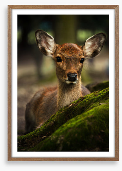 Doe eyes