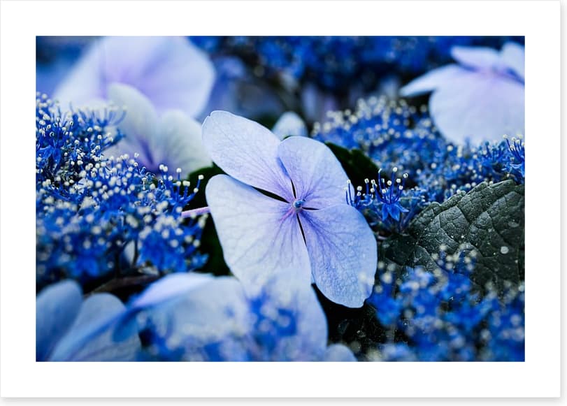 Hydrangea blues