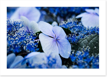 Hydrangea blues