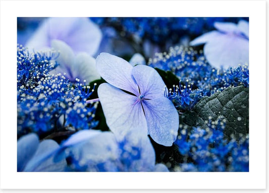 Hydrangea blues