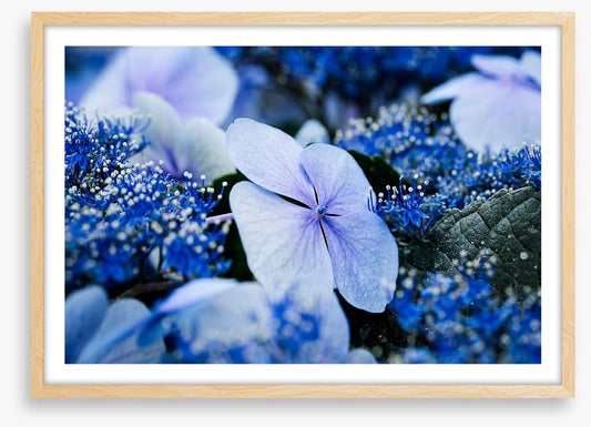 Hydrangea blues