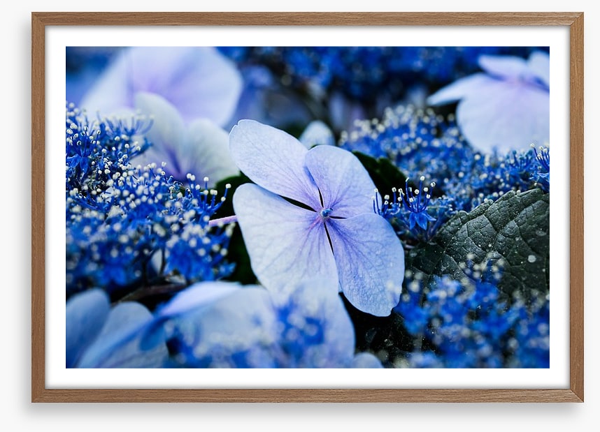 Hydrangea blues