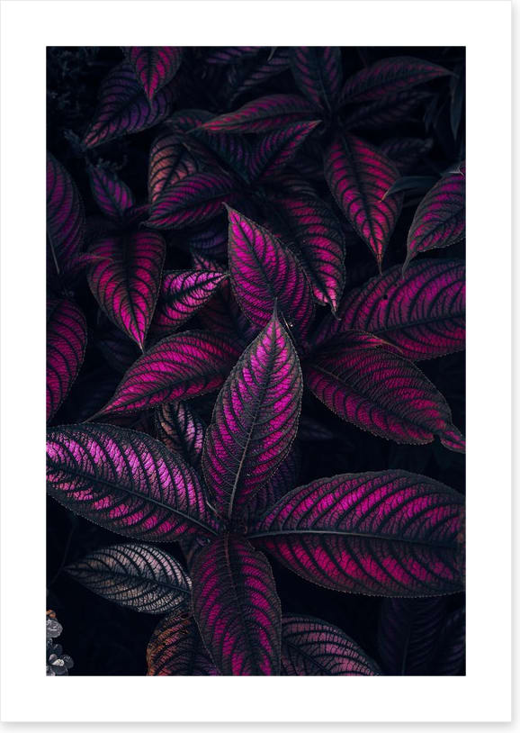 Persian shield perfection