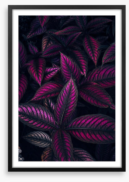 Persian shield perfection
