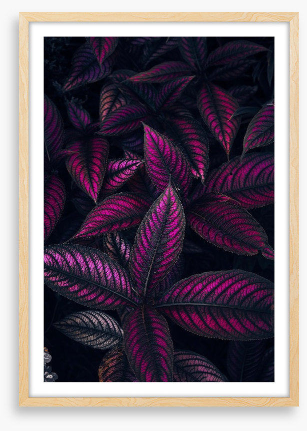 Persian shield perfection