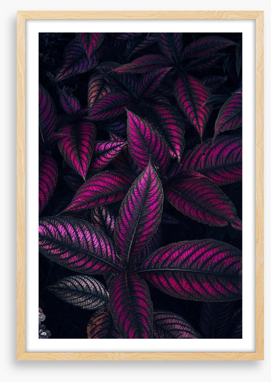 Persian shield perfection