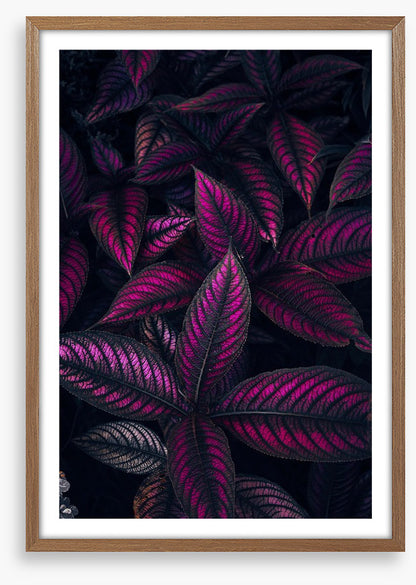 Persian shield perfection