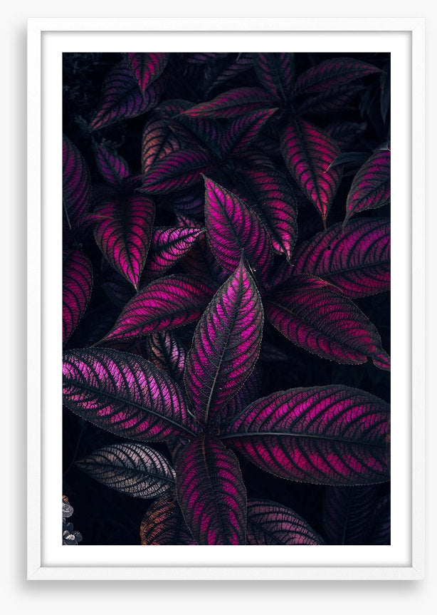 Persian shield perfection