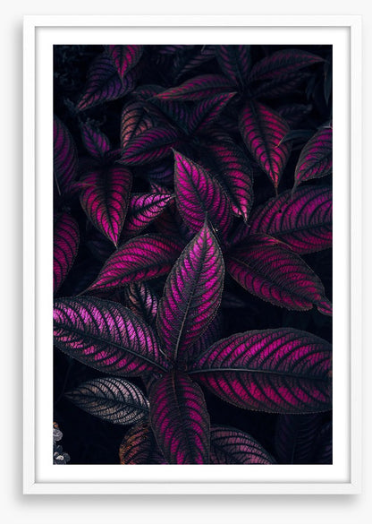 Persian shield perfection