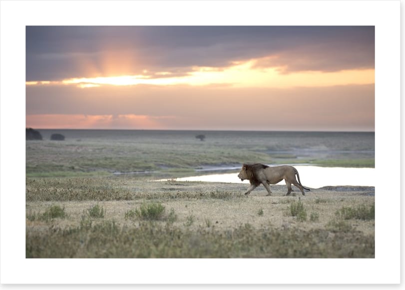 Roaming free