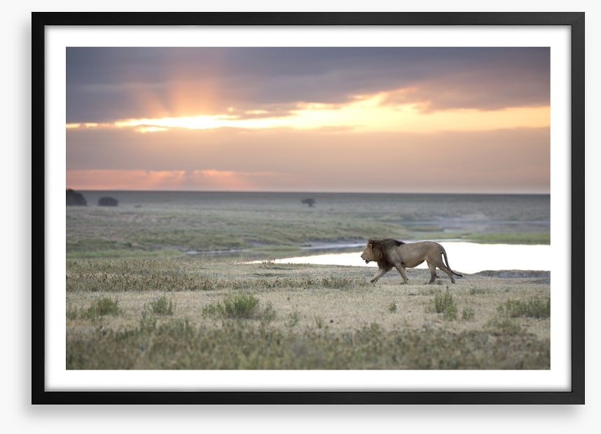 Roaming free