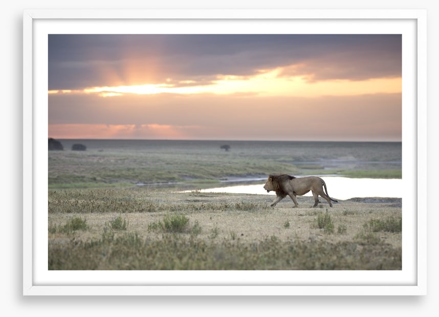 Roaming free
