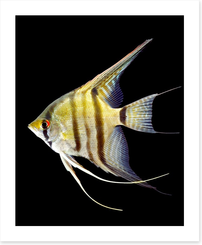 Zebra angelfish