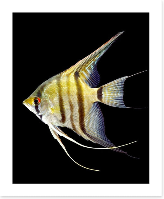 Zebra angelfish