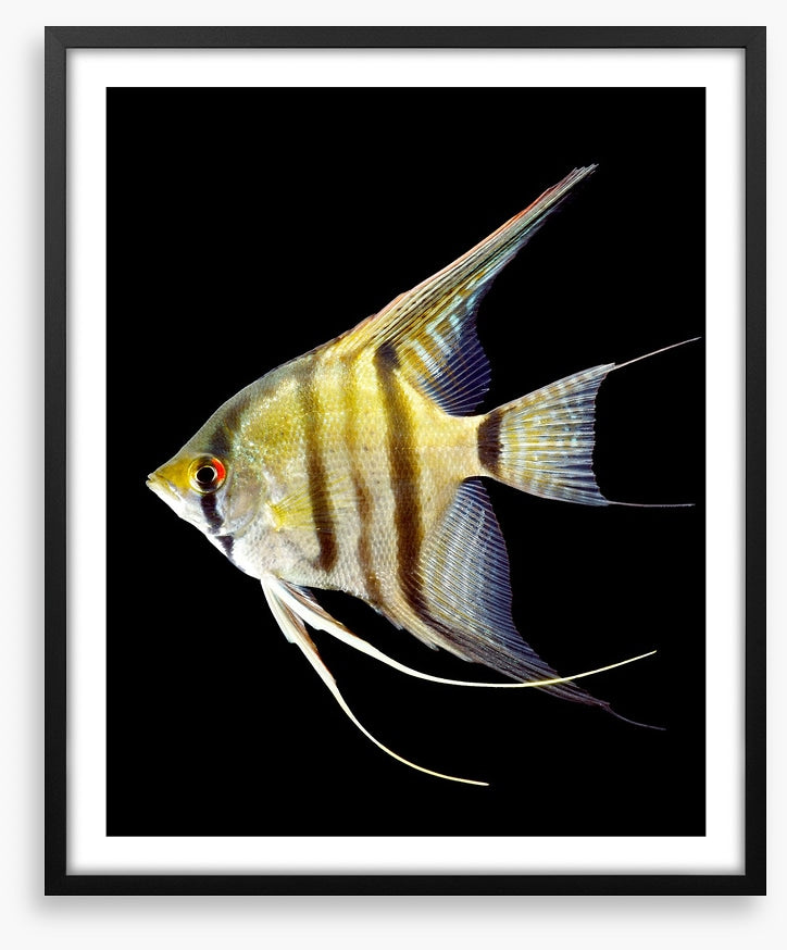 Zebra angelfish
