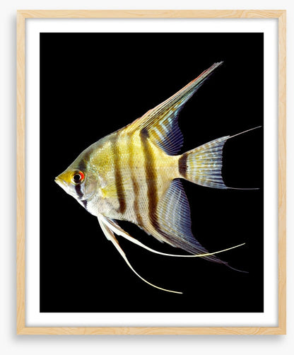 Zebra angelfish