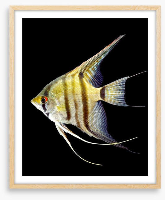 Zebra angelfish